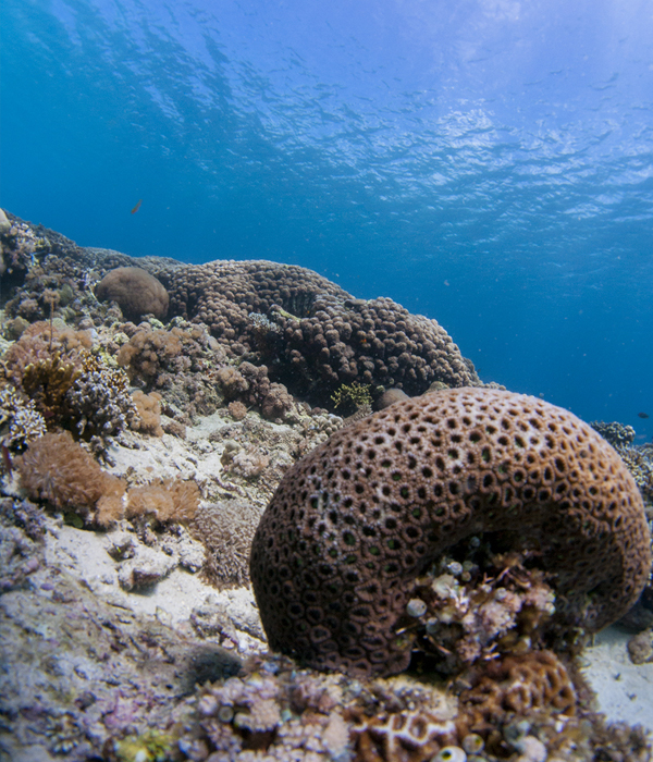 Underwater picture of sea life.